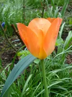 DSC02760.webp
