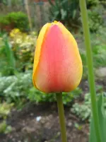 DSC02762.webp