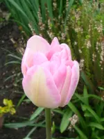 DSC02774.webp