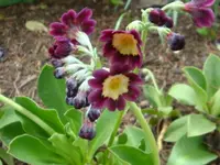 DSC02773.webp