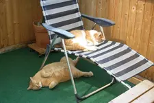 Katzen 02.05.13 1.webp