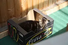Katzen 02.05.13.webp