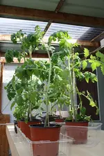 Tomaten 02.05.13.webp