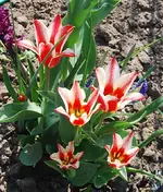 tulpen Kopie.webp