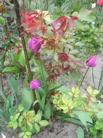 DSCN1948.webp