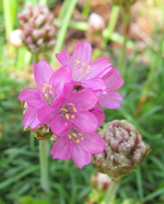 grasnelke_02.05.13.webp