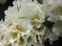 014.webp