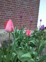 TulpenNeuesBeet.webp