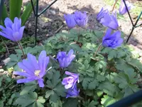 Blume_1_IMG_0046.webp