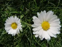 Blume_2_IMG_0053.webp