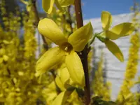 Forsytsie_1_IMG_0082.webp