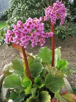 Makro_1_IMG_0117.webp