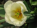 Tulpe_1_IMG_0115.JPG