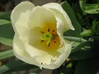 Tulpe_1_IMG_0115.webp