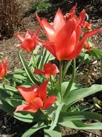 Tulpe_2_IMG_0039.webp