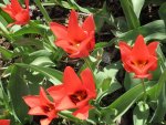 Tulpe_3_IMG_0027.JPG