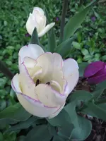 Tulpe_4_IMG_0122.webp