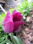 Tulpe_5_IMG_0128.JPG