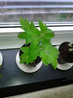 Tomate (Hildares) 2013-05-02.webp