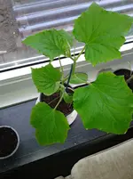 Gurke 2013-05-02 b.webp