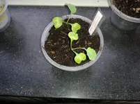 Broccoli 2013-05-02.webp