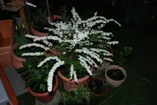 DSC_4588.2.webp