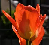 Middelburg06.webp