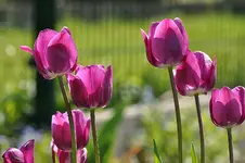 Middelburg16.webp
