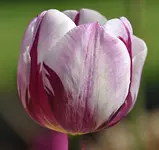 Middelburg17.webp