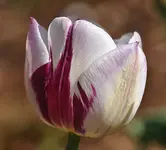 Middelburg19.webp