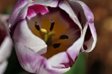 Middelburg21.webp