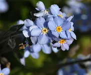 Middelburg11.webp