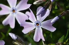 Middelburg23.webp