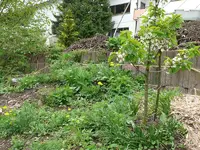 Wildwiese1.webp