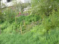 Wildwiese3.webp