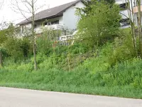 Wildwiese4.webp