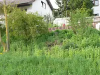 Wildwiese5.webp