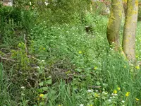 Wildwiese6.webp