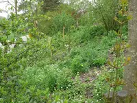 Wildwiese.webp
