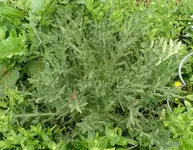 unkraut_distel.webp