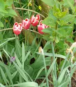 Blumenbeet-Tulpen9.webp