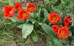 Blumenbeet-Tulpen.JPG