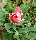 Blumenbeet-TulpenA.webp