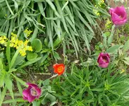 Blumenbeet-Tulpen1.webp