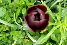 Blumenbeet-Tulpen2.webp