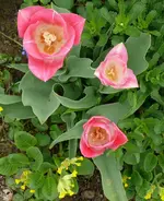 Blumenbeet-Tulpen3.webp