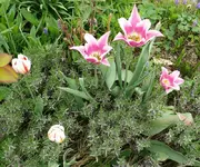 Blumenbeet-Tulpen4.webp