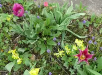 Blumenbeet-Tulpen5.webp