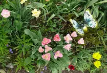 Blumenbeet-Tulpen6.webp