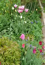 Blumenbeet-Tulpen8.webp